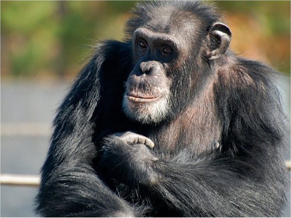 Caza furtiva y demanda de madera amenazan a chimpancés