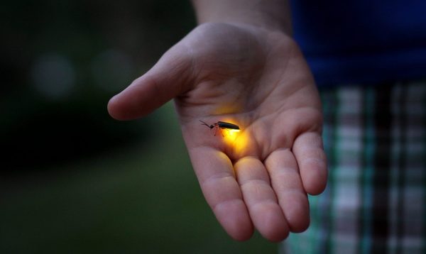 Luciérnagas están en peligro de extinción a causa de la contaminación lumínica