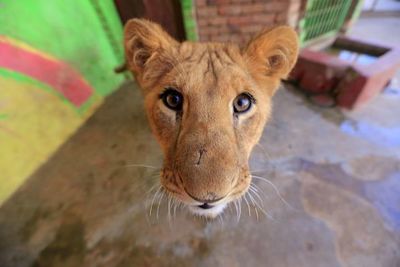 En un Yemen en guerra, animales de zoológicos luchan por sobrevivir - Mundo - ABC Color