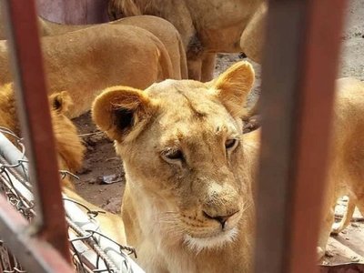En un Yemen en guerra, animales de los zoológicos luchan por sobrevivir