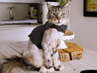 Romeo, el primer gato con marcapasos en Colombia