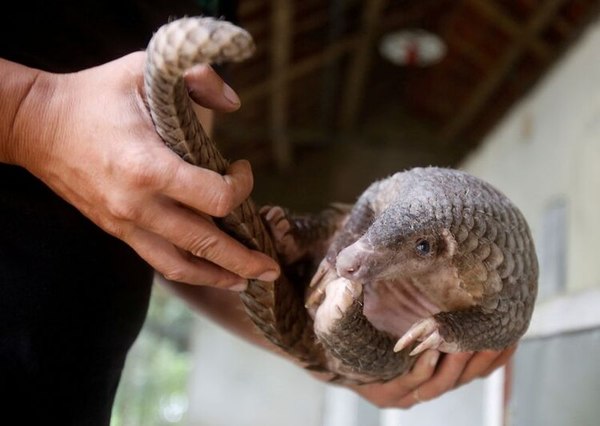 Científicos chinos apuntan al ‛pangolín’ como el animal que podría haber transmitido el coronavirus a los humanos » Ñanduti