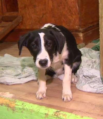 Pareja adopta perro de refugio animal, lo llevan a su casa, lo matan a golpes, lo fritan y se lo comen - ADN Paraguayo