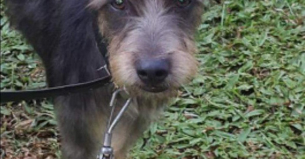 Dueño de la perrita viajera la busca he’i