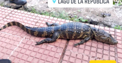 Los jakare de CDE son “muy cautelosos”