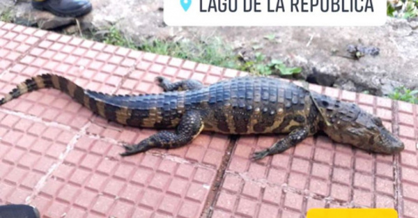 Los jakare de CDE son “muy cautelosos”
