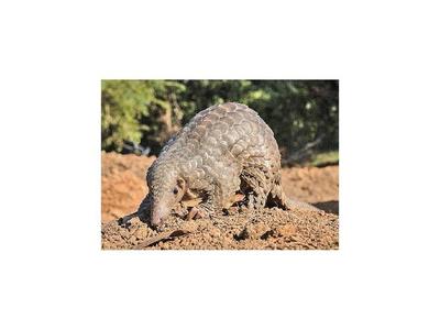 Identifican al animal que habría transmitido la enfermedad