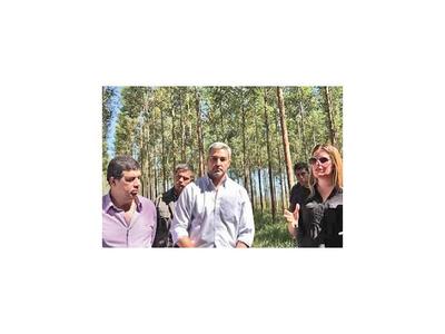 El Ejecutivo presentará proyecto para exportar madera de la  reforestación