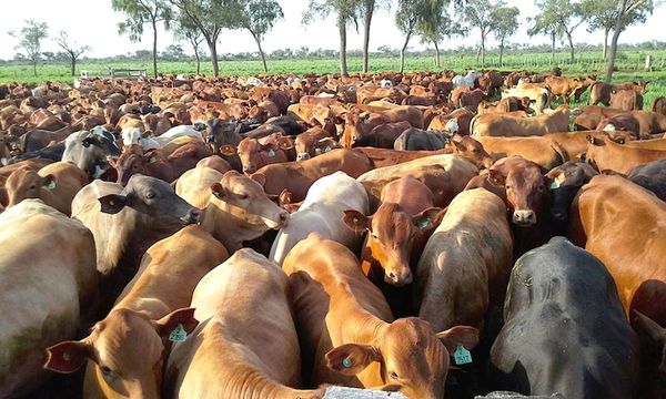 El nivel de faena de bovinos creció un 8% en enero