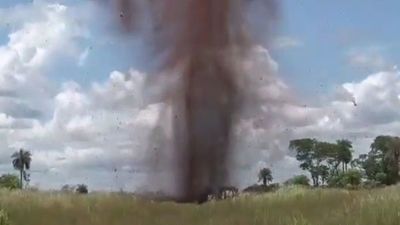 Antinarcóticos destruyó 24 mil kilos de marihuana