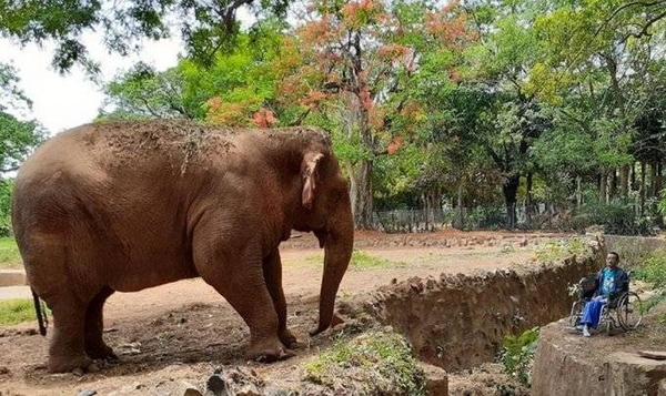 HOY / Tras más de 40 años en cautiverio, falleció la elefanta Maia
