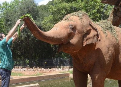 Muere a los 49 años la elefanta Maia, emblema del Zoológico de Asunción  - Nacionales - ABC Color