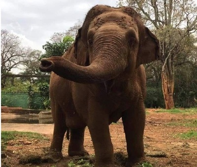 Muere Maia, la elefanta de los paraguayos | Noticias Paraguay