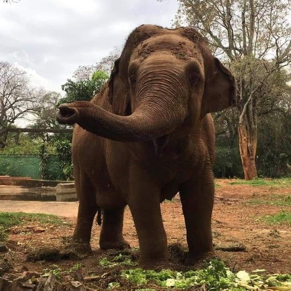 Falleció la elefanta Maia » Ñanduti