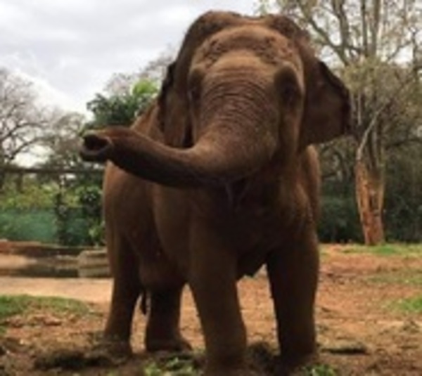 Muere la elefanta Maia, la más querida del Zoo de Asunción - Paraguay.com