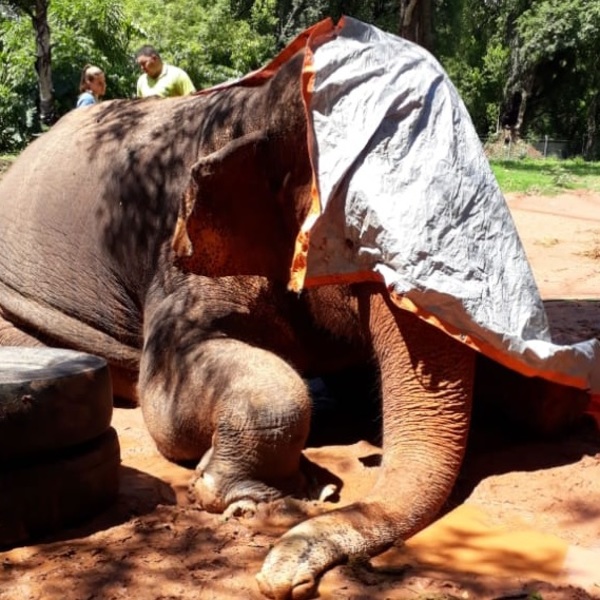 La elefanta Maia muere tras décadas de encierro