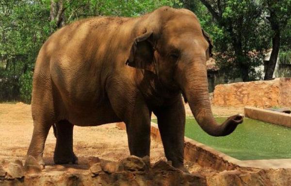 Falleció la querida elefanta Maia en el Zoológico de Asunción