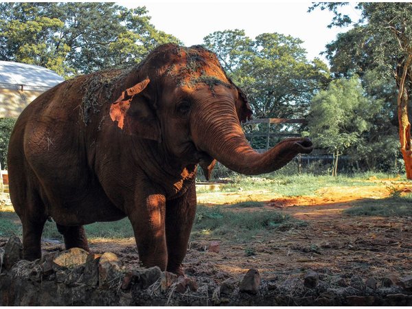 Muere la elefanta Maia en el zoo de Asunción