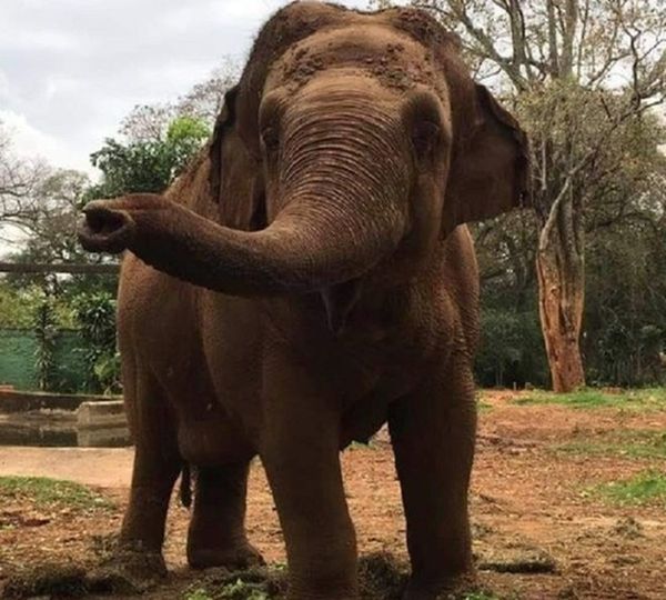 Zoológico pierde a una de sus estrellas: ‘Maia’