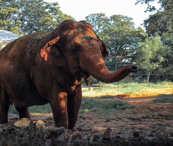 Falleció Maia, la elefanta del Zoológico de Asunción