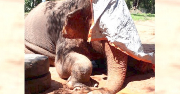 Murió la elefanta Maia tras vivir medio siglo
