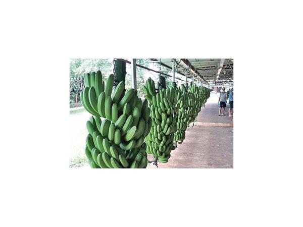 Exportadores de banana ajustan medidas sanitarias