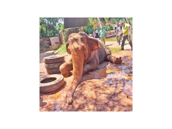 La elefanta Maia, ícono del zoo de Asunción falleció a los 49 años
