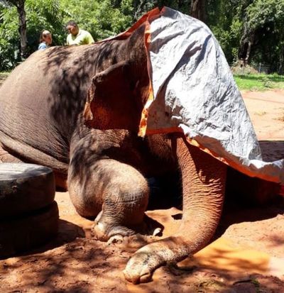 Murió la elefanta Maia, un ícono del zoológico