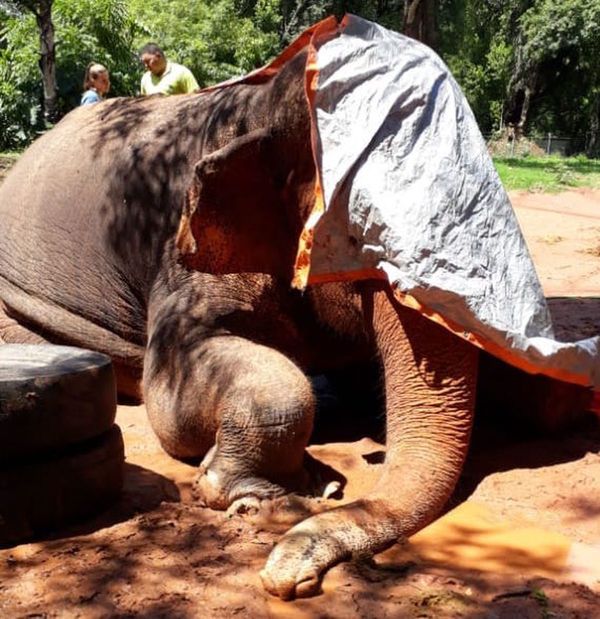 Murió la elefanta Maia, un ícono del zoológico