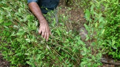 Colombia reanudará la fumigación aérea