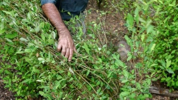 Colombia reanudará la fumigación aérea