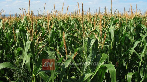 PRODUCTORES SE VUELCAN AL MAÍZ