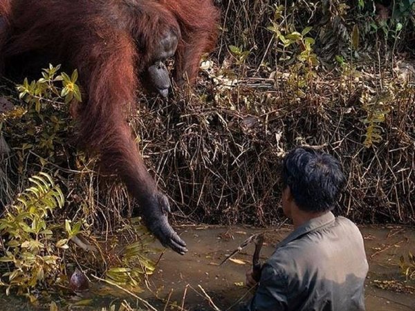 Orangután quiso ayudar a hombre metido en río con serpientes