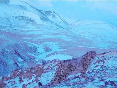 Cámaras captan a una "pantera rosa" en Siberia