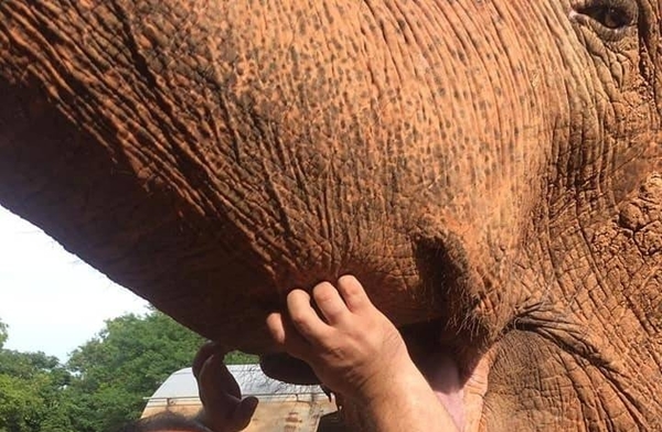 HOY / La elefanta Maia fue "un amor de 5 toneladas", afirmó su cuidador del Zoológico