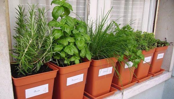 10 plantas para repeler mosquitos
