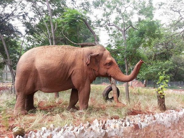 Muerte de la elefanta Maia, símbolo del Zoológico de Asunción: 'Nos duele a todos'