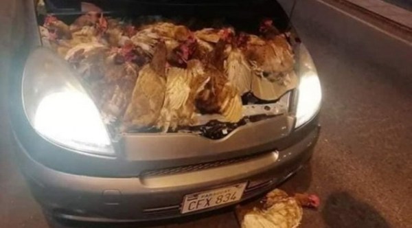 Avicultores lamentan contrabando de pollos desde el Brasil