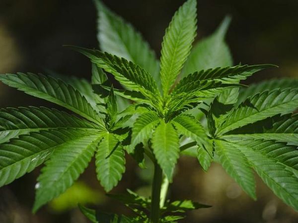 El cannabis, una polémica hierba que posee múltiples beneficios - Periodismo Joven - ABC Color