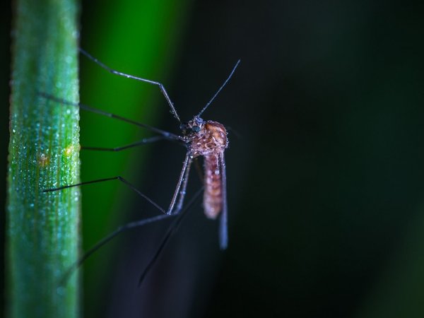 Registran muerte de octogenario por posible dengue en Misiones