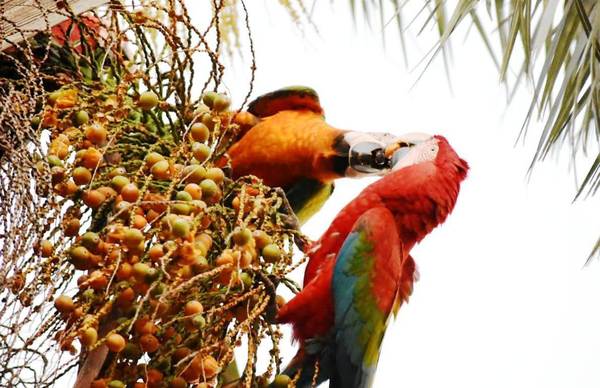 Conferencia internacional en la "Tierra del Guacamayo" •