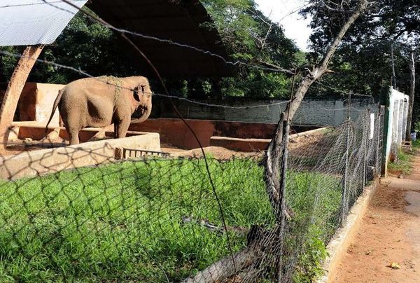 Veterinario repudia idea de Segovia de cerrar el Zoológico de Asunción - Nacionales - ABC Color