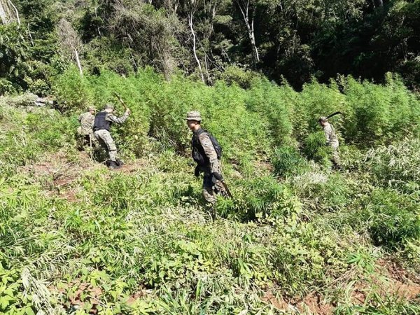 Destruyen plantación de marihuana en Tava'i