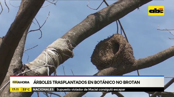 Árboles trasplantados en Botánico no brotan - ABC Noticias - ABC Color