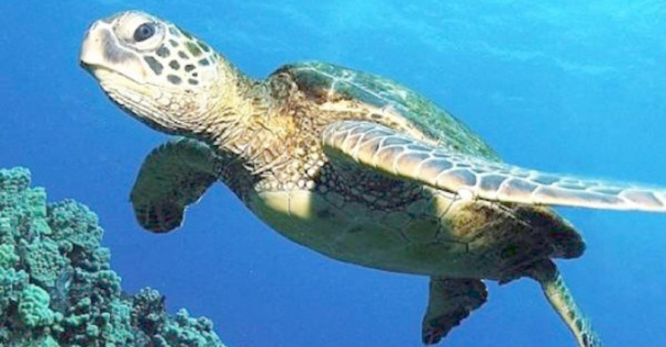 Salvan a siete tortugas