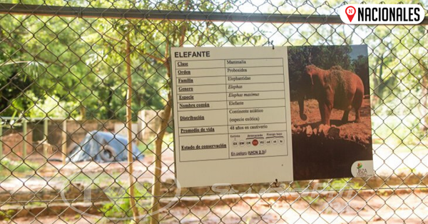 Quieren acabar con el zoológico tras la muerte de Maia