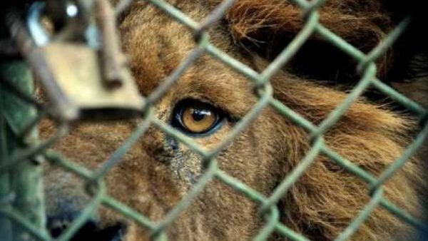 El futuro del zoológico de Asunción