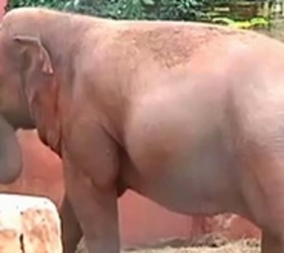 Concejal propone cerrar Zoológico de Asunción - Paraguay.com