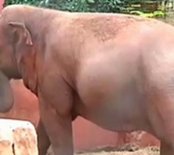Concejal propone cerrar Zoológico de Asunción - Paraguay.com
