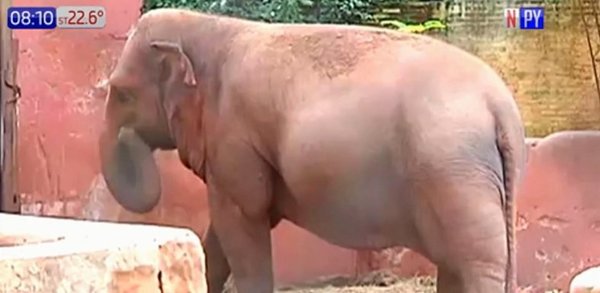Barajan cerrar Zoológico de Asunción | Noticias Paraguay